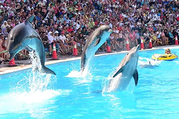 العروض التفاعلية في دولفينا